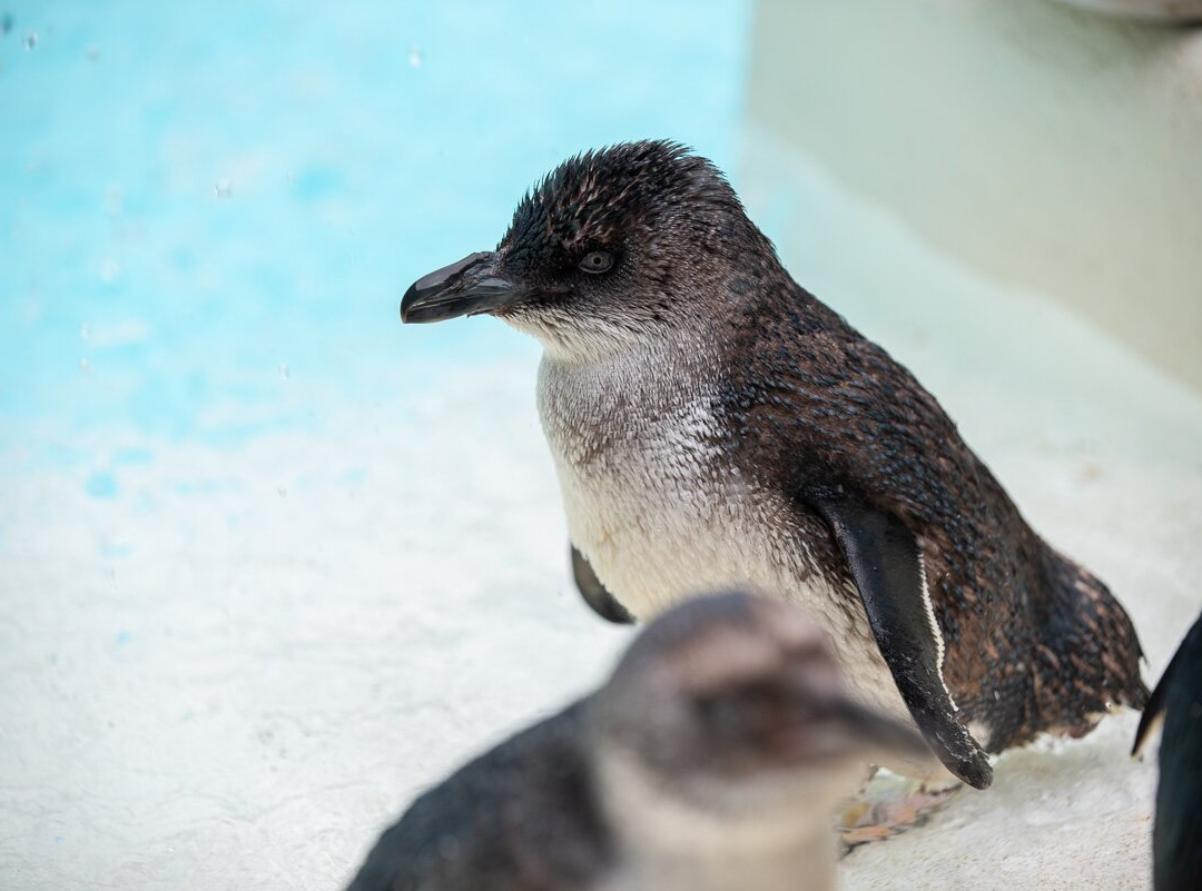 西海岸奇异鸟馆-弗朗茨约瑟夫（冰川）必去景点