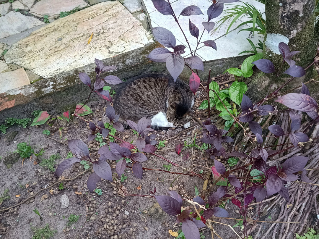 Pousada Sossego Boipeba主图