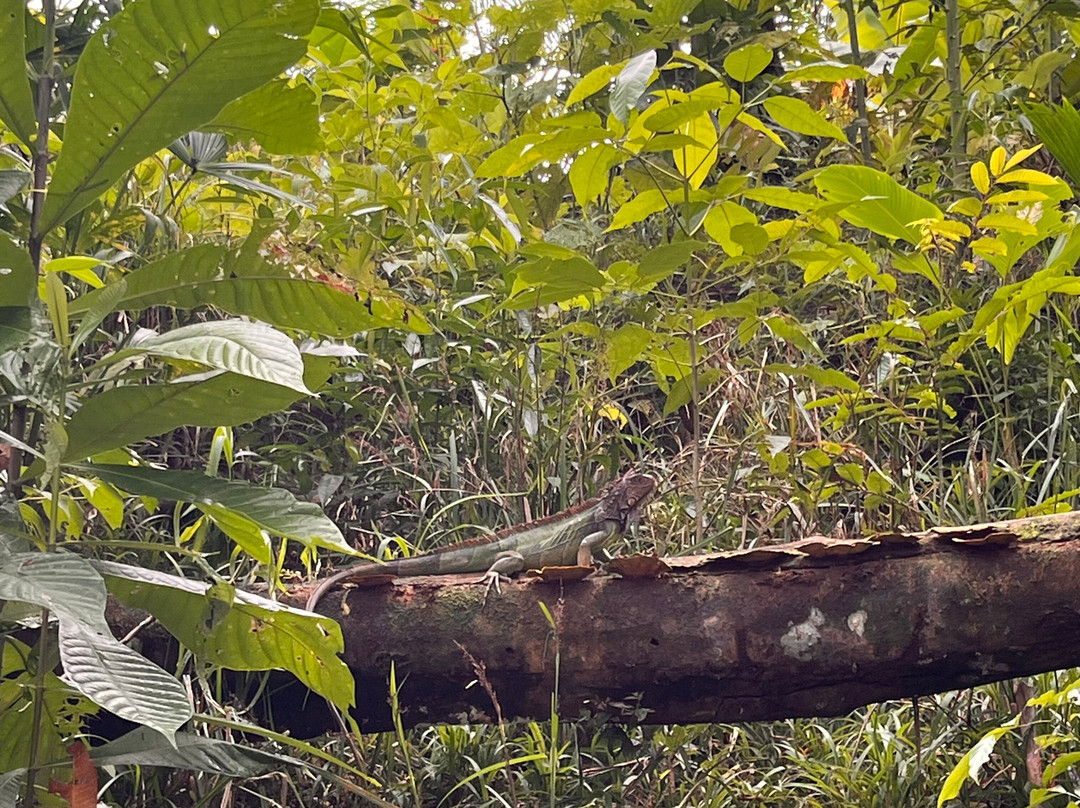 La Perla del Sur Adventures-Sierpe必去景点