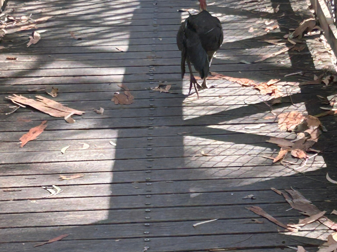 North Coast Regional Botanic Garden-科夫斯港必去景点