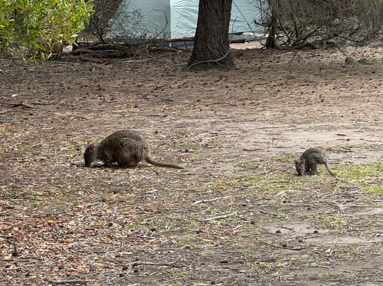 Localing Private Tours Tasmania-霍巴特必去景点