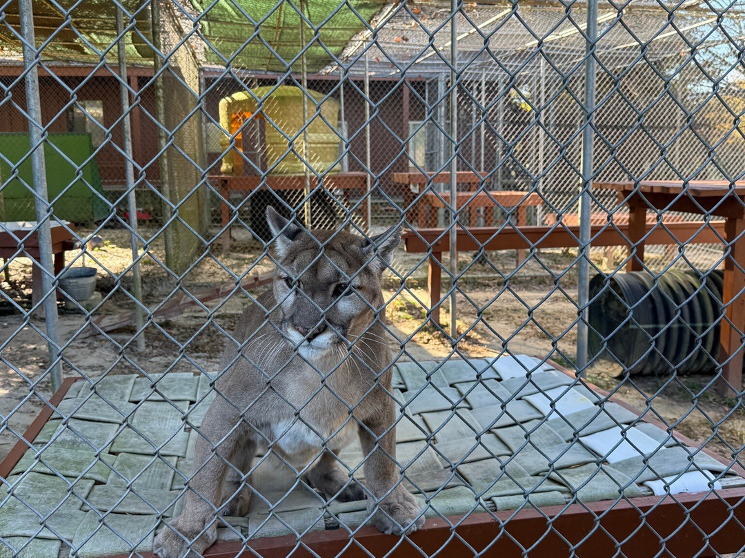 Bear Creek Feline Center-巴拿马城必去景点