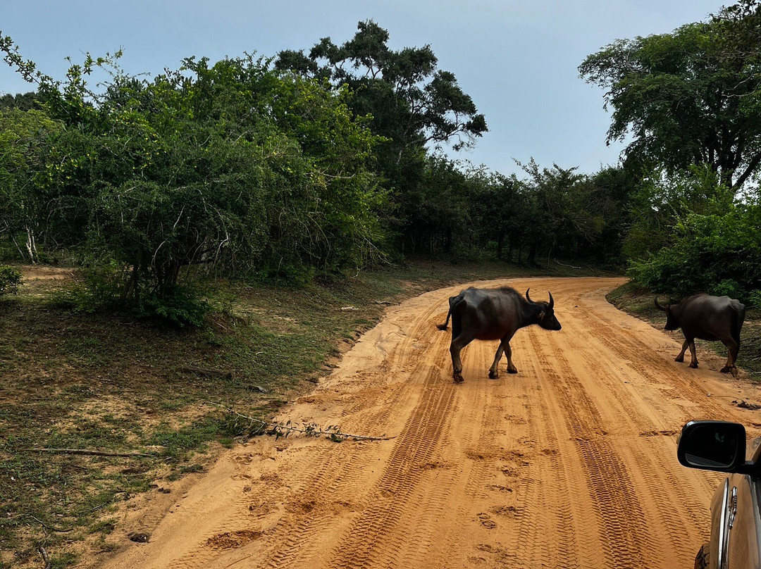 My Driver Sri Lanka-卡图纳耶克必去景点