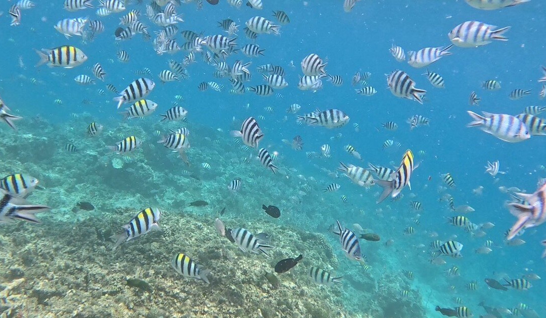 Southern Sea Ventures-霍巴特必去景点