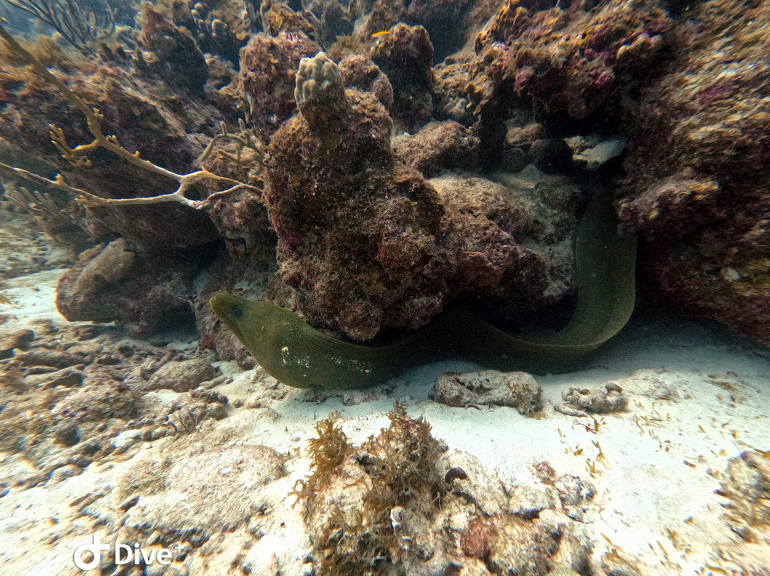 Antigua Scuba School-Jolly Harbour必去景点