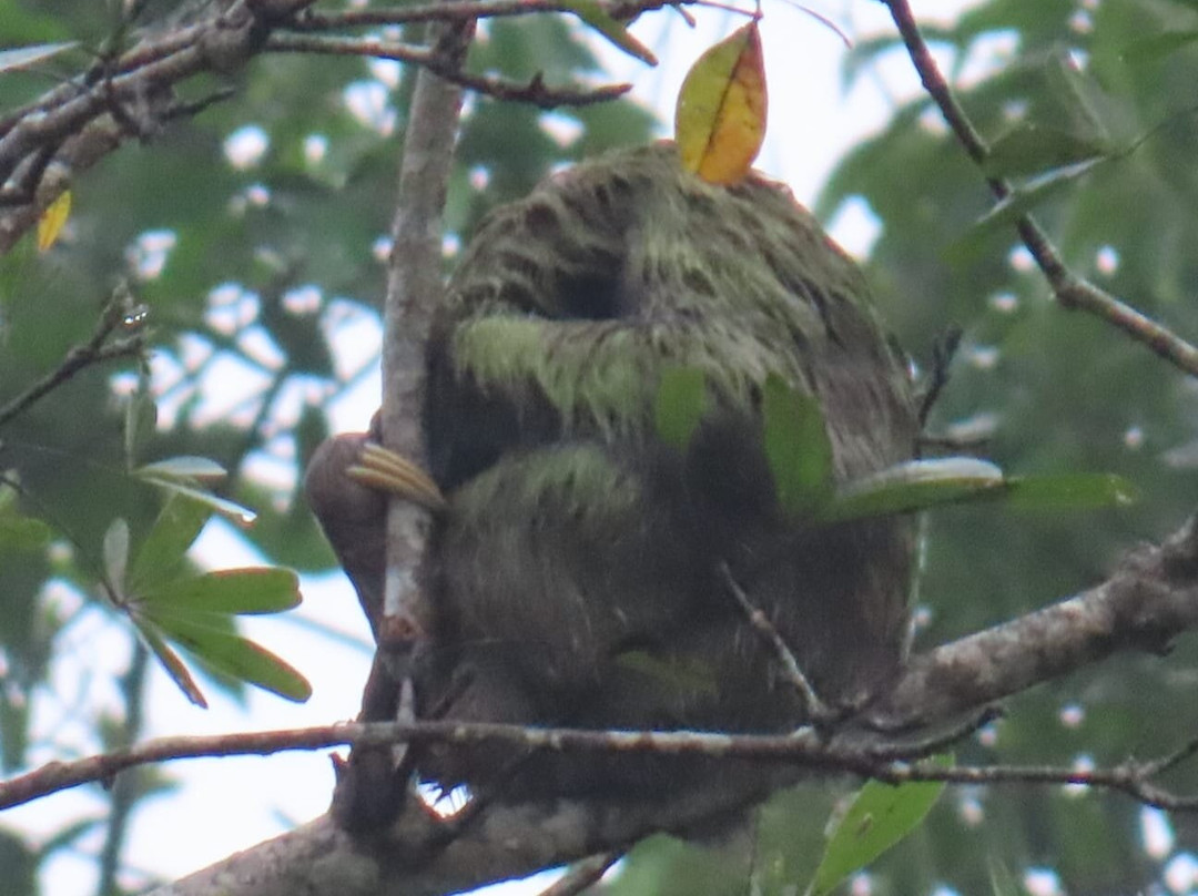 Monkey Island-巴拿马城必去景点