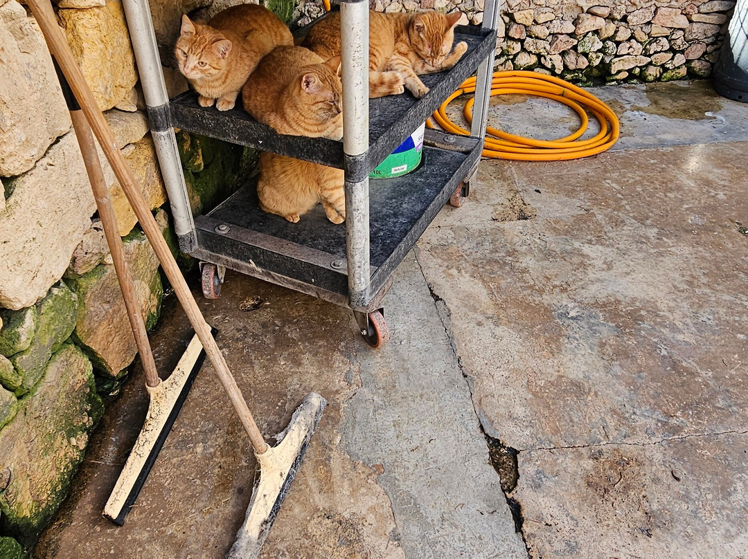 Birdpark Malta-Salina必去景点