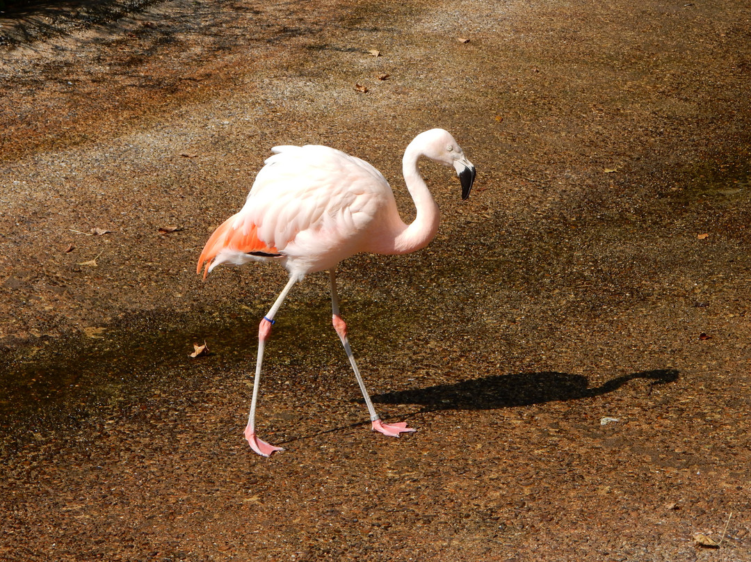 Baton Rouge Zoo-巴吞鲁日必去景点