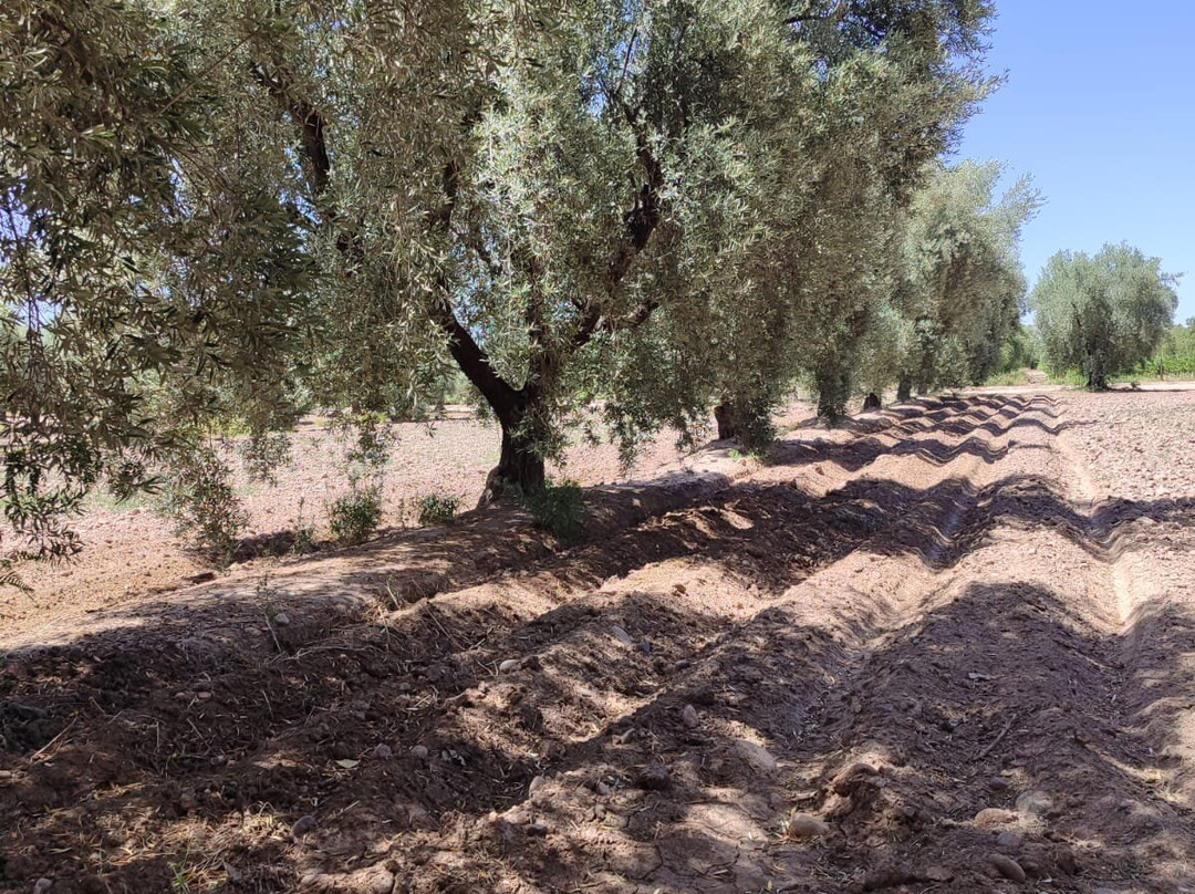 Finca El Paraíso - Bodega Luigi Bosca-Maipu必去景点