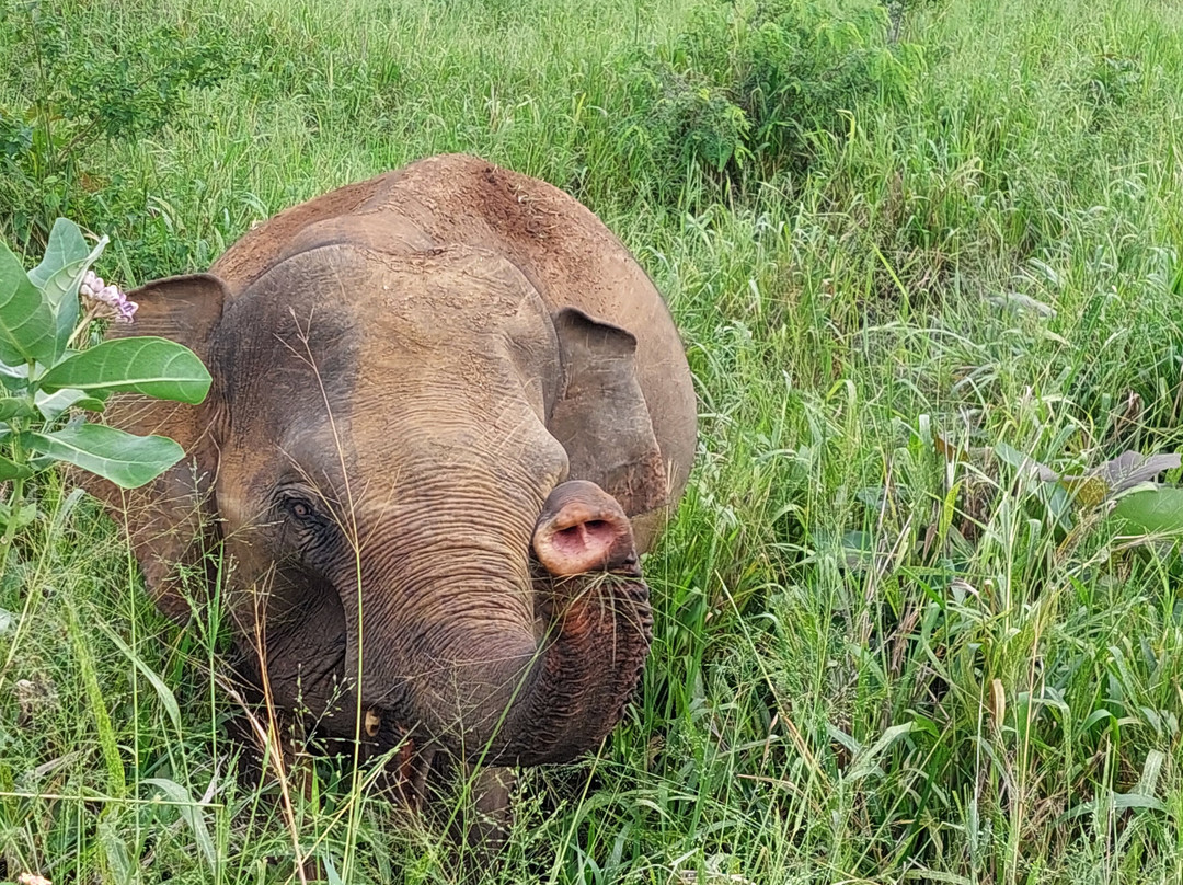 Sammy Reisen-班托塔必去景点