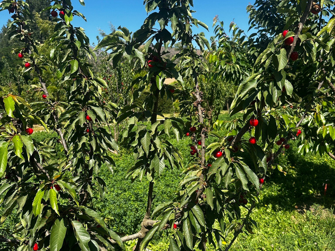 Campo La Quirinca-Isla de Maipo必去景点