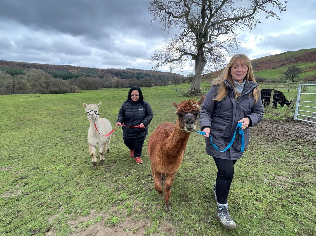 Little Alpaca Company-Kildale必去景点