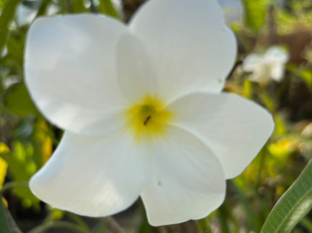 Muoi Cuong Cocoa Farm-芹苴必去景点