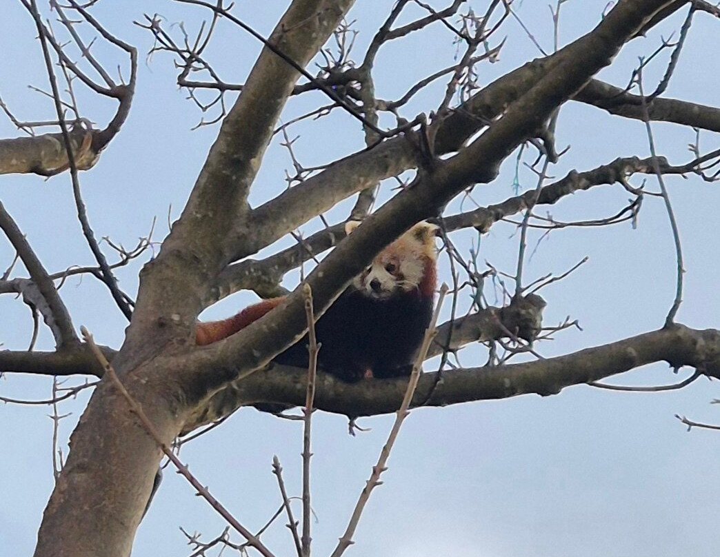 Welsh Mountain Zoo-科尔温湾必去景点