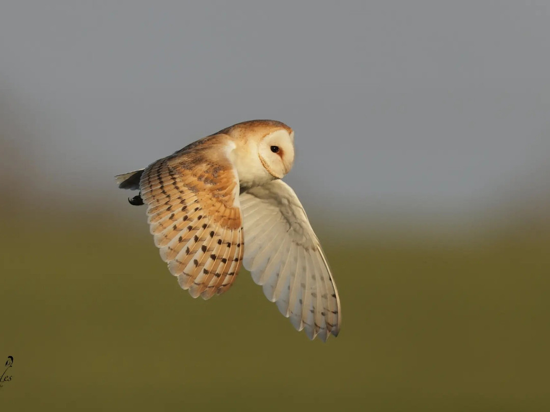 RSPB Frampton Marsh-波士顿必去景点