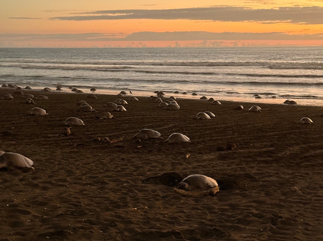 Oropopo Experience-Playa Avellanas必去景点