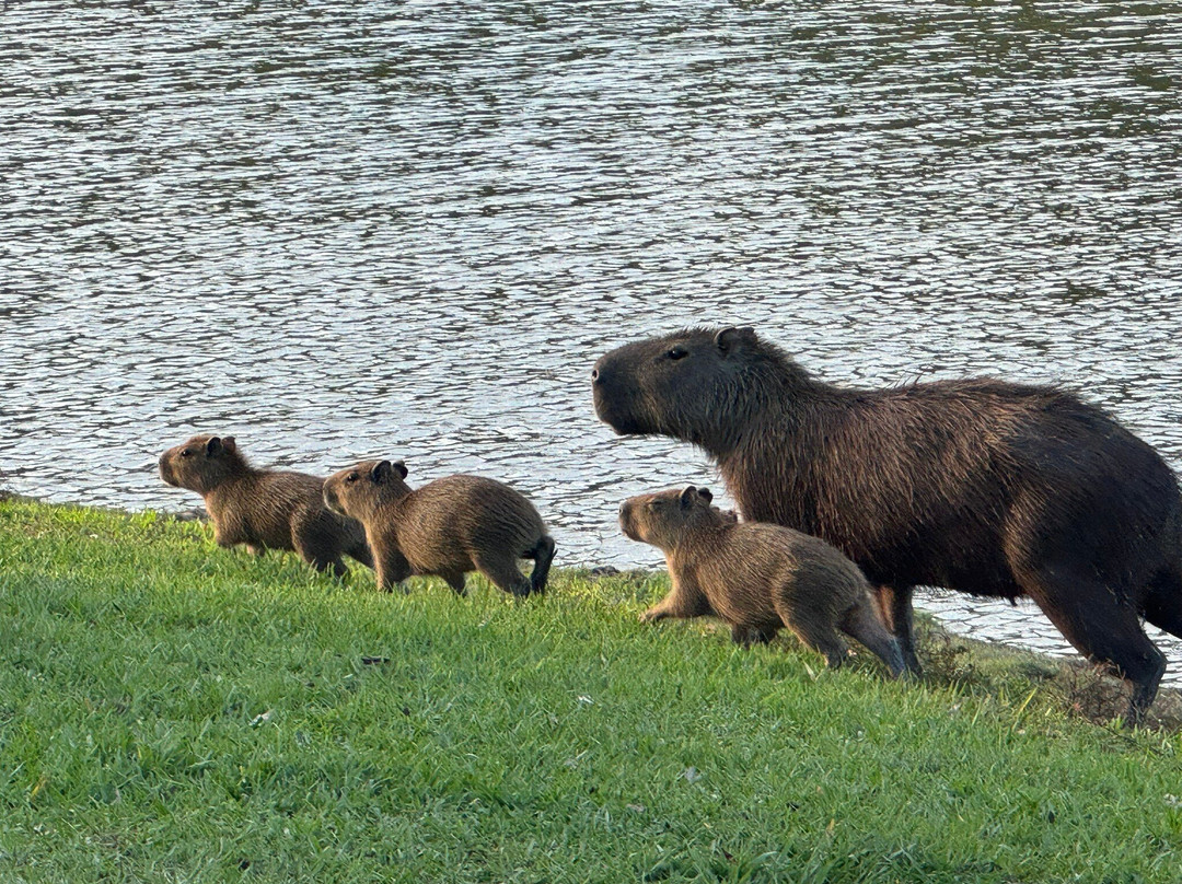 Wild Llanos Tours and Safaris-Yopal必去景点