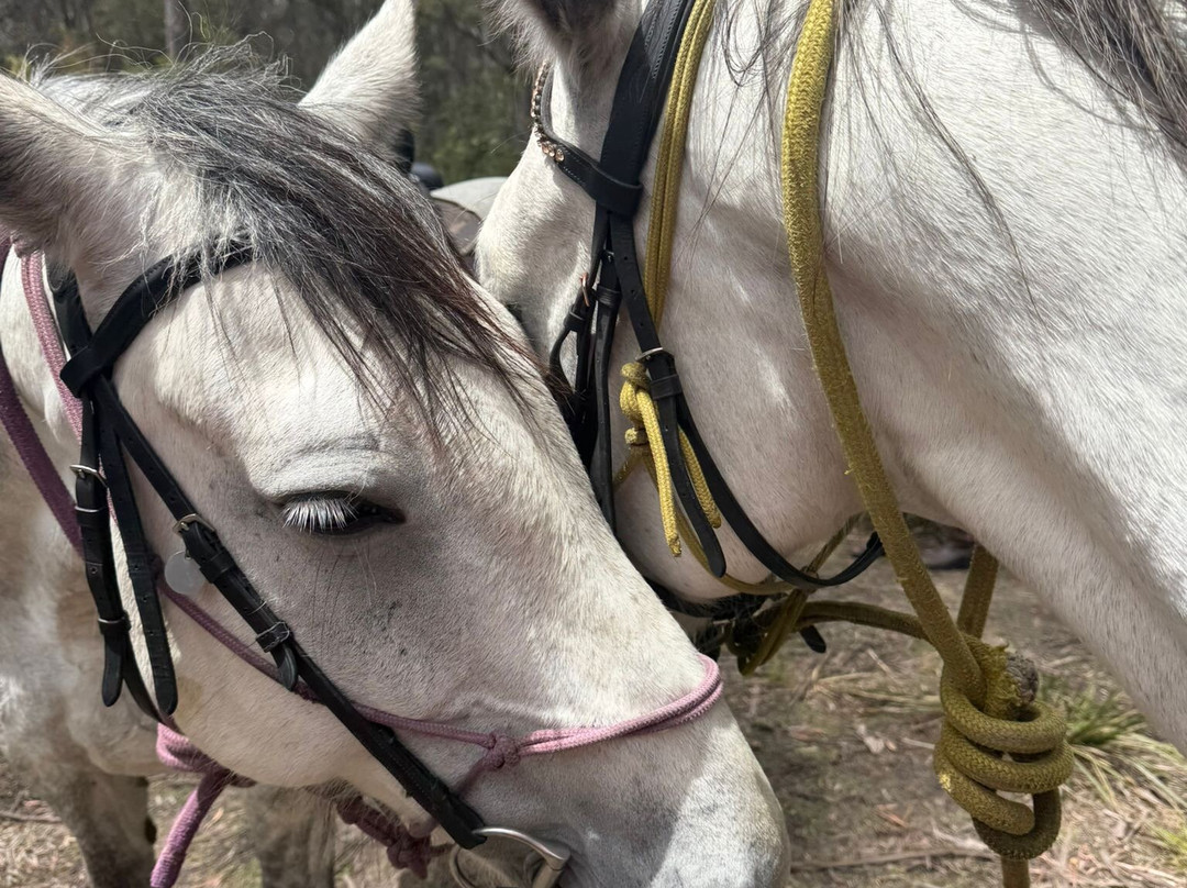 Cradle Country Adventures-摇篮山圣克莱尔湖国家公园必去景点