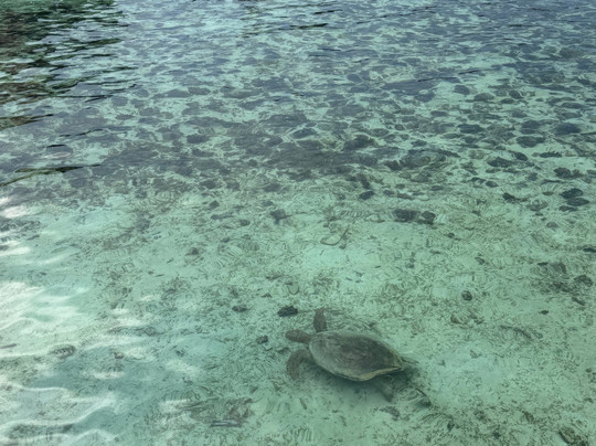 Scuba Junkie Sangalaki主图