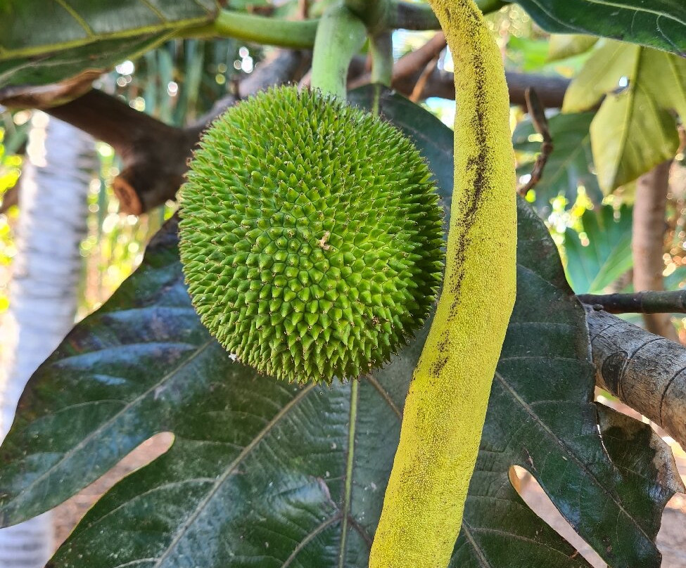 Jardín Botánico del Palmetum-圣克鲁斯-德特内里费必去景点