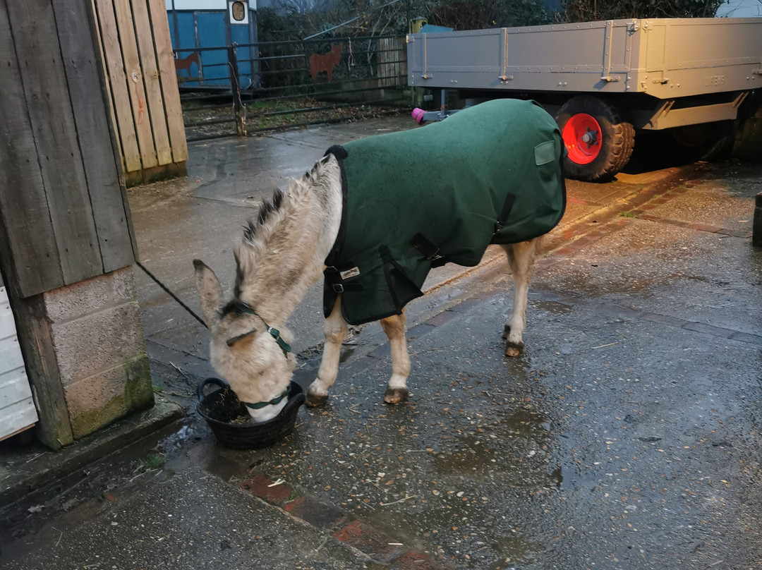 Brockenhurst Donkey Walks-Brockenhurst必去景点