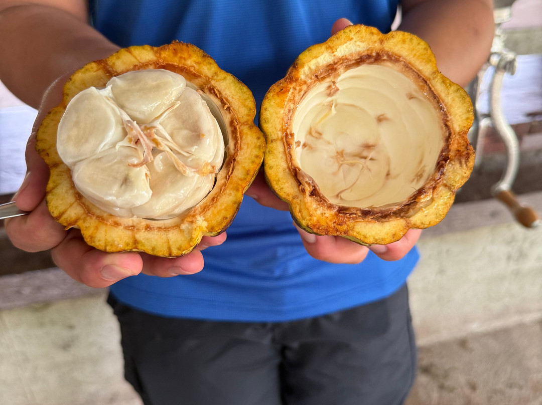 Cafe & Cacao Tour Bijagua-Bijagua de Upala必去景点