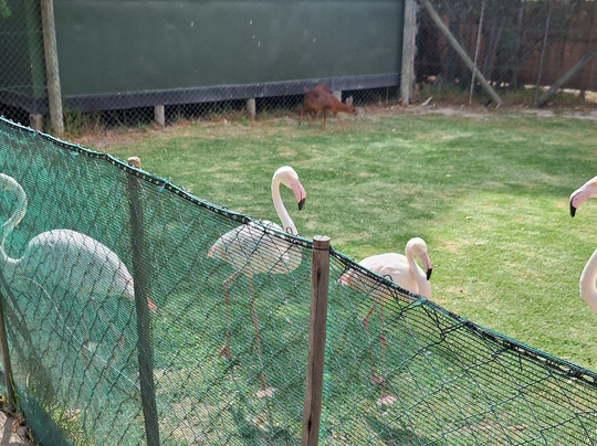 Giraffe House Wildlife Awareness Centre-斯泰伦博斯必去景点