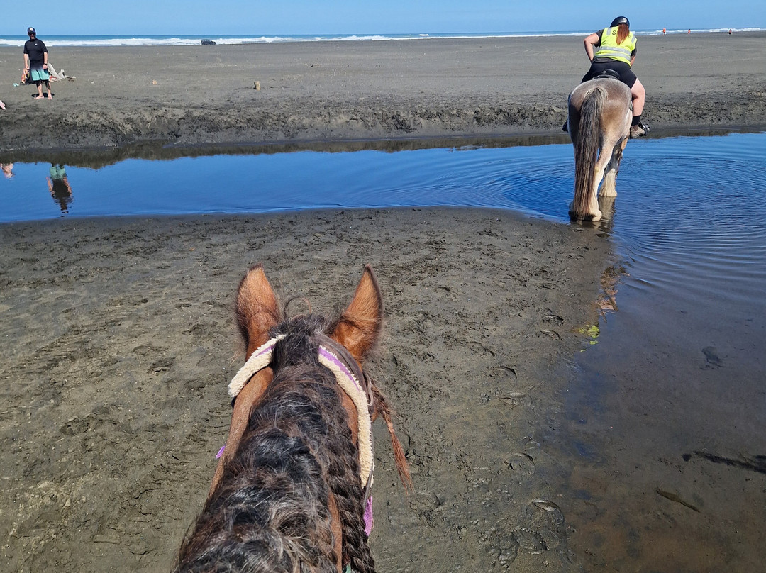 Muriwai Beach Horse Treks-穆里怀海滩必去景点