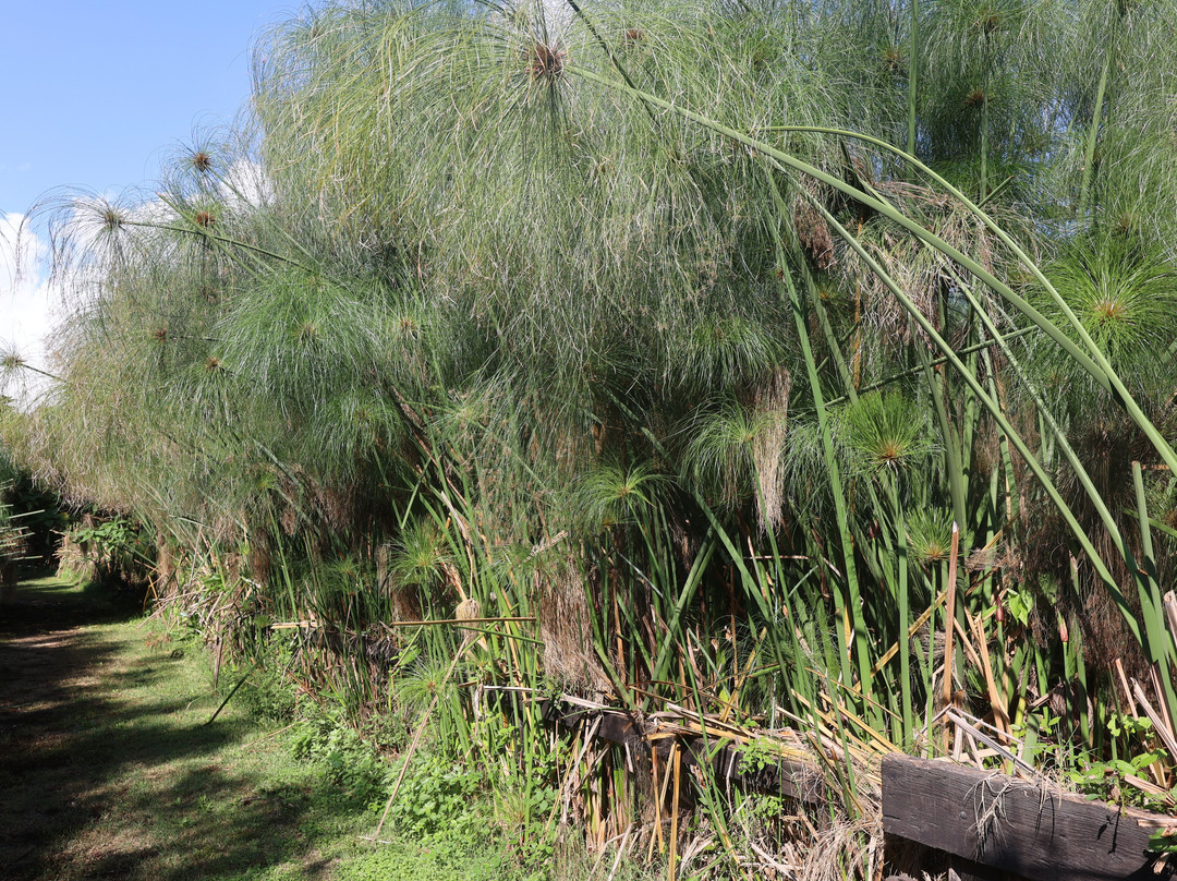 L'Angolo del Papiro-锡拉库扎必去景点