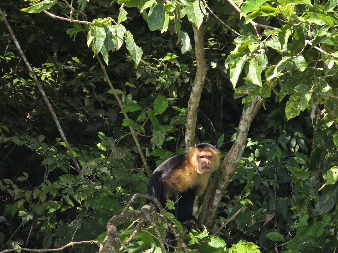 Gatun Sport Fishing Lodge-巴拿马城必去景点