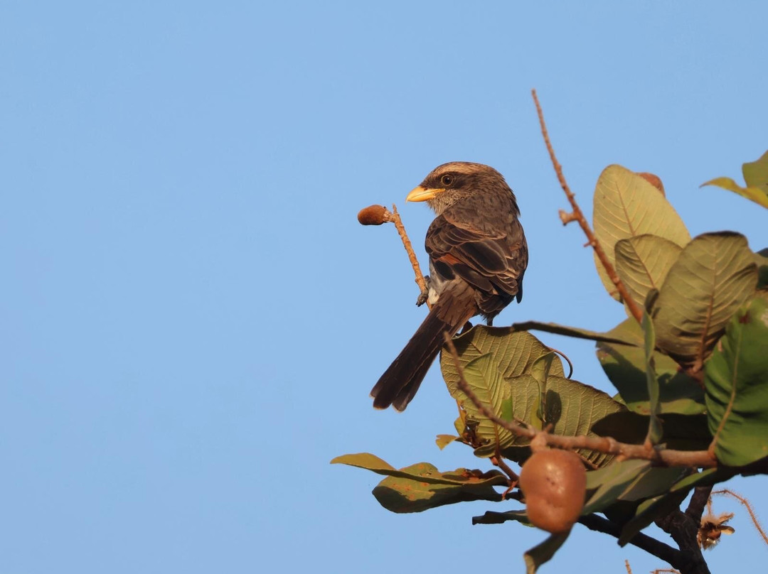 Gambian Bird Guide Ansuman Drammeh -  Best Boy Tours-塞瑞库达必去景点