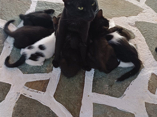 Valena Mare Luxury Suites & Apartments主图