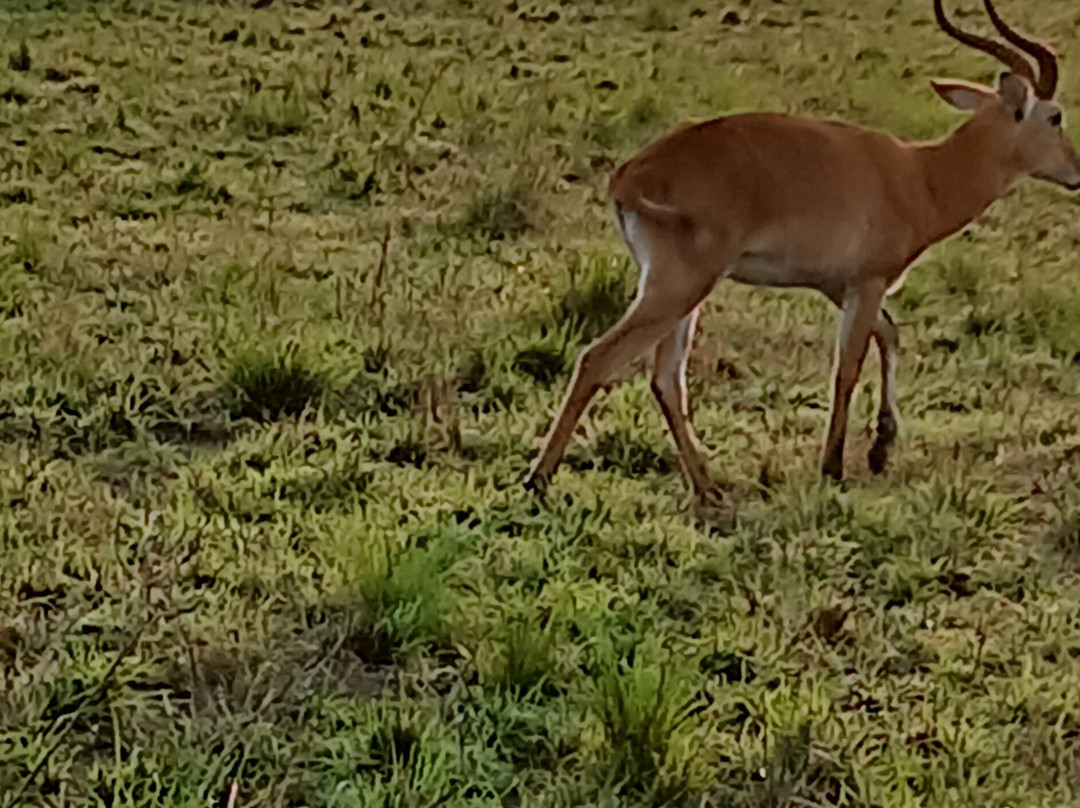 Umarella voyage safaris-恩德培必去景点