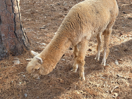 Cherokee Trace Drive-Thru Safari-Jacksonville必去景点