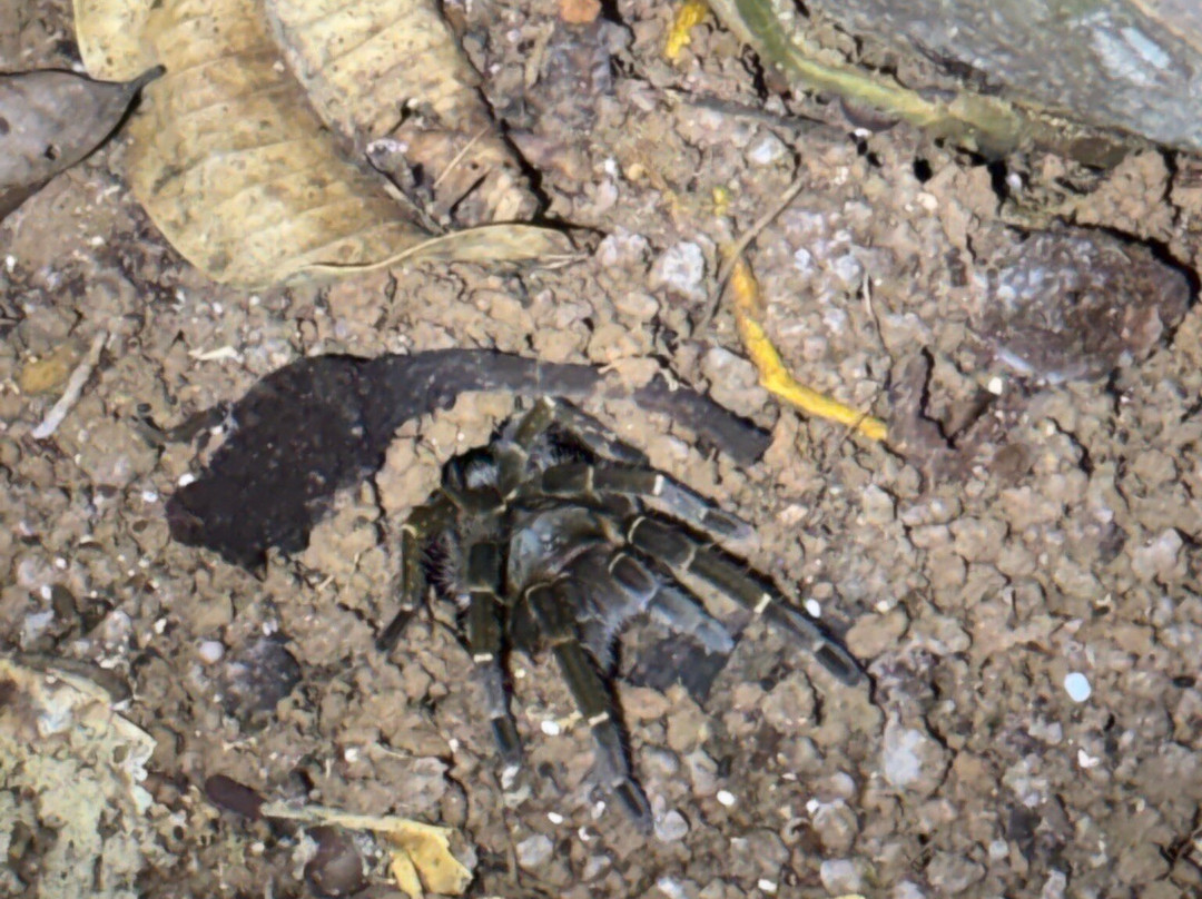 Amazon Experience-伊基托斯必去景点