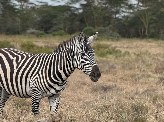 Trav-Interactive-内罗毕必去景点