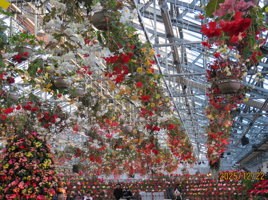 Begonia Garden