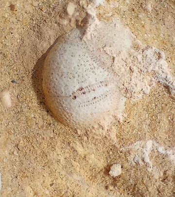 White Desert Safari-Bawiti必去景点