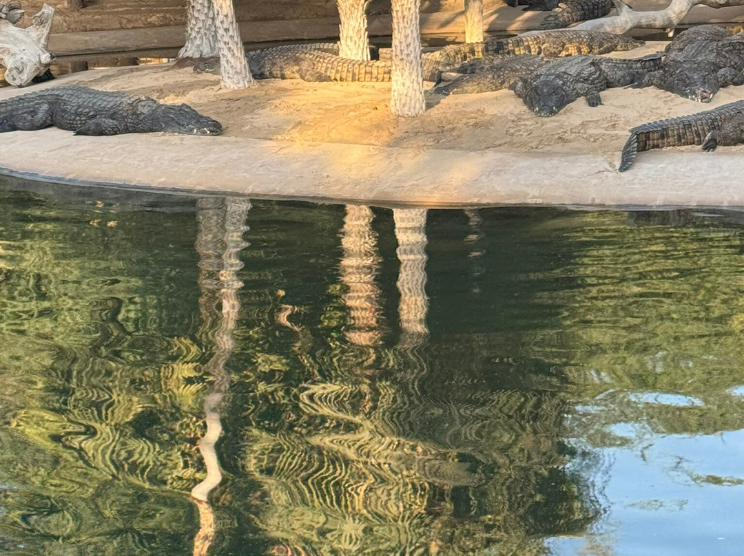Dubai Crocodile Park-迪拜必去景点