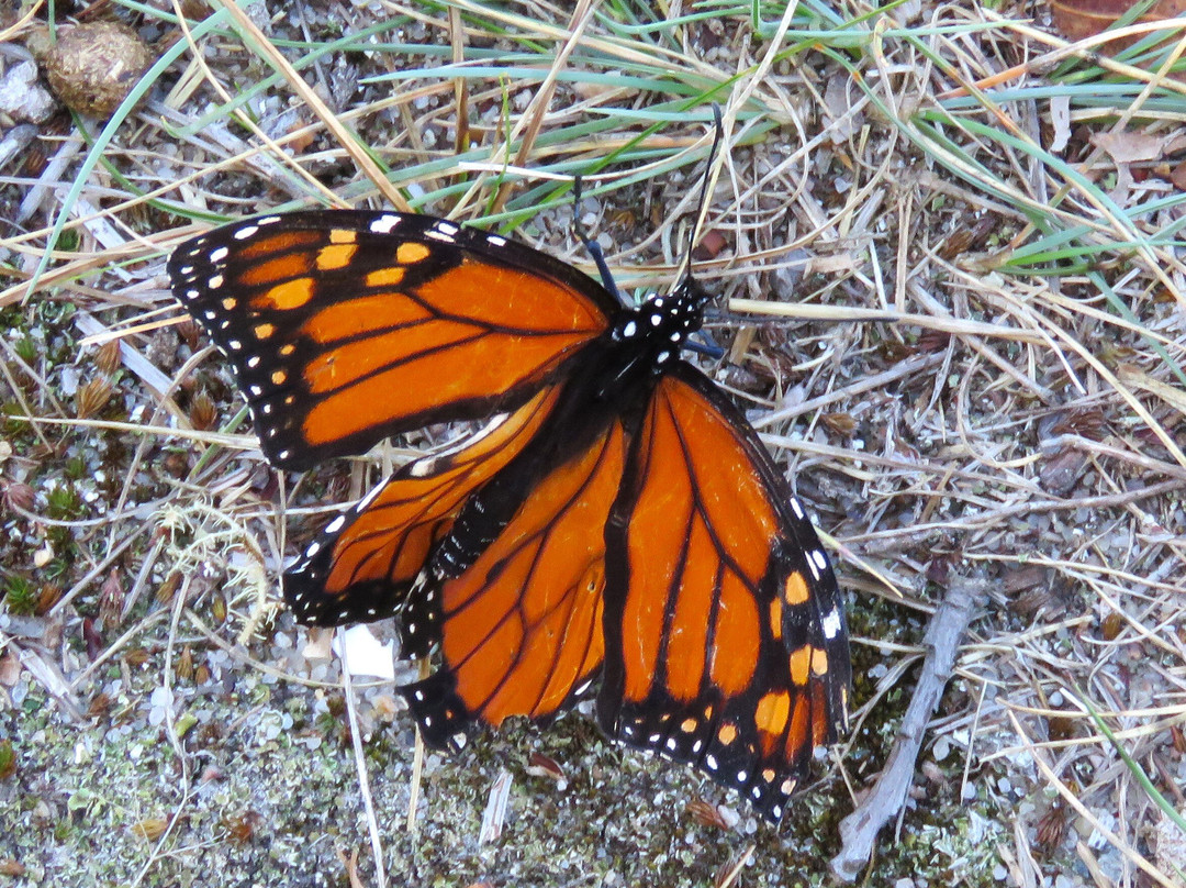 Keyes Memorial Beach-Barnstable必去景点