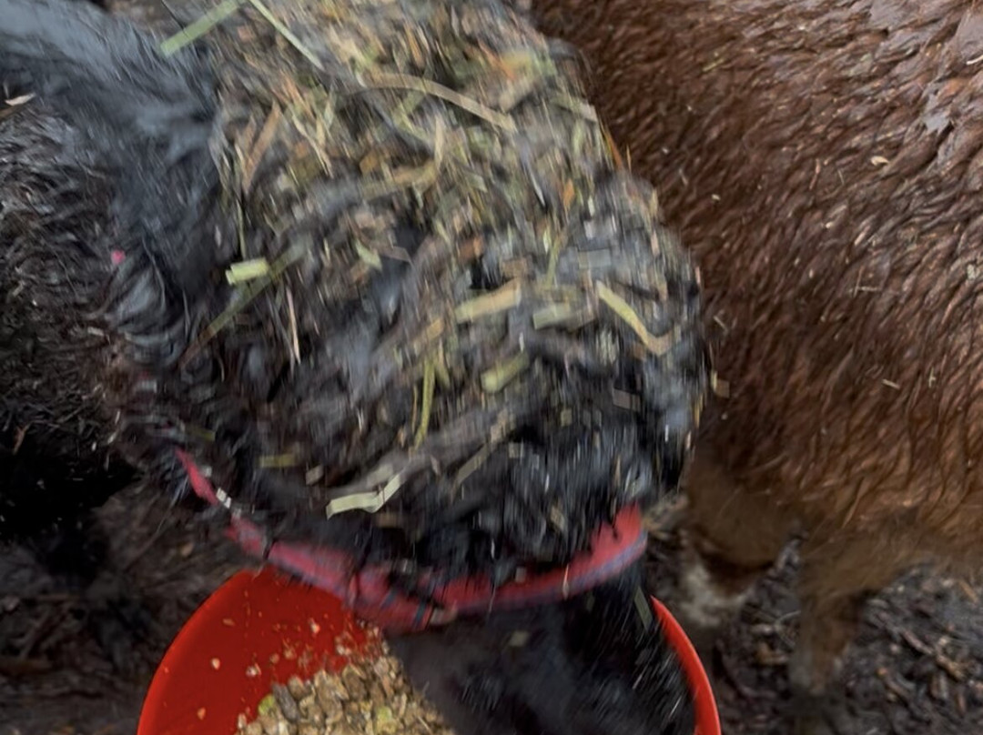 Nanny Sharon's Alpaca Farm C.I.C-Prenton必去景点