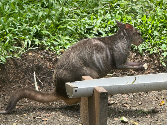 Port Moresby Nature Park-莫尔兹比港必去景点