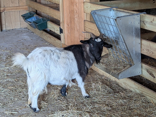 Georgia - Vich Farm-达拉斯必去景点