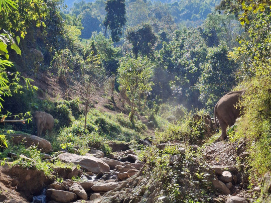 Mekong Elephant Park-北宾必去景点