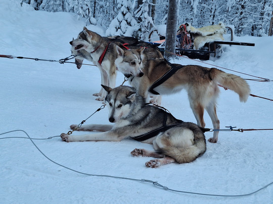 Lapland Safaris Yllas-Akaslompolo必去景点