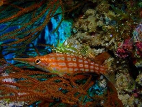 Maui Diamond Sea Sports-玛阿拉也亚必去景点