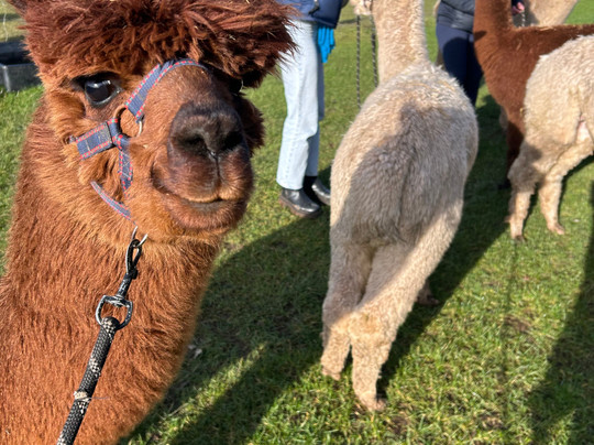 Charnwood Forest Alpacas-Boundary必去景点