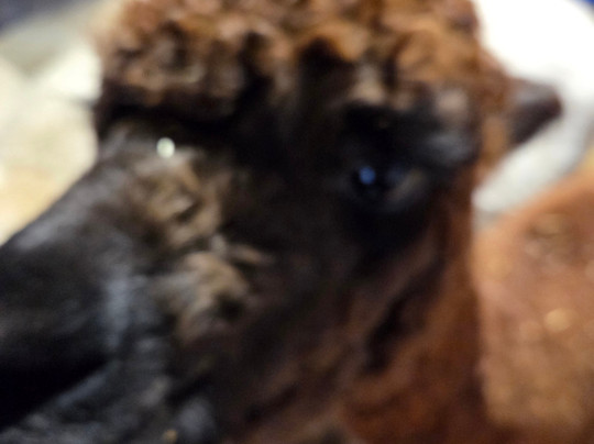 Willow Tree Family Farm-Shirebrook必去景点