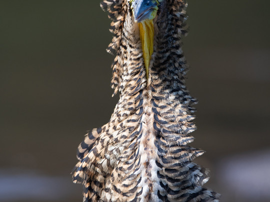 Costa Rica Focus-圣何塞必去景点