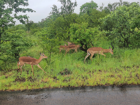 Bushbaby Adventures-伐拉博瓦必去景点